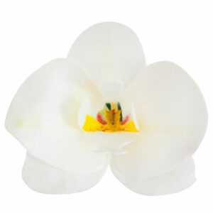Fehér ostya orchidea ehető dekoráció tortákra