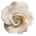 Fehér gyöngyházas rózsa cukorvirág
