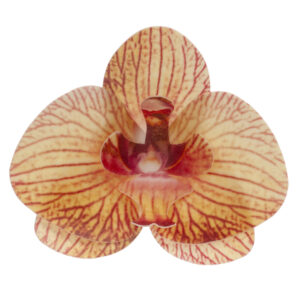 Narancssárga ostya orchidea, 10 db torták dekorálásához