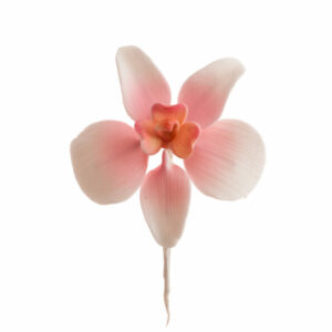 Orchidea cukorvirág rózsaszín