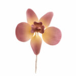 Orchidea cukorvirág lila