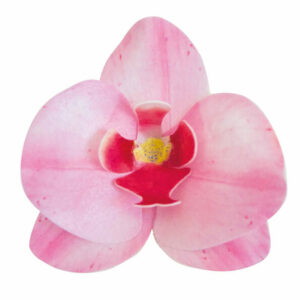 Rózsaszín ostya orchidea, 10 db torták és sütemények dokorálásához